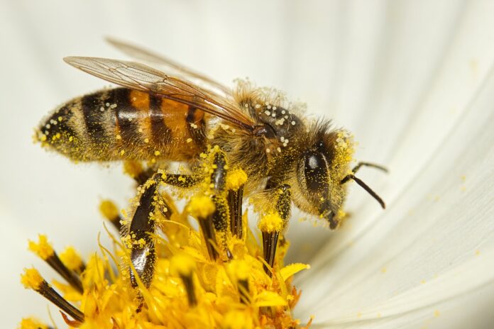 Who is the Bee? Why is it Called Bee? Interesting Facts About Bees