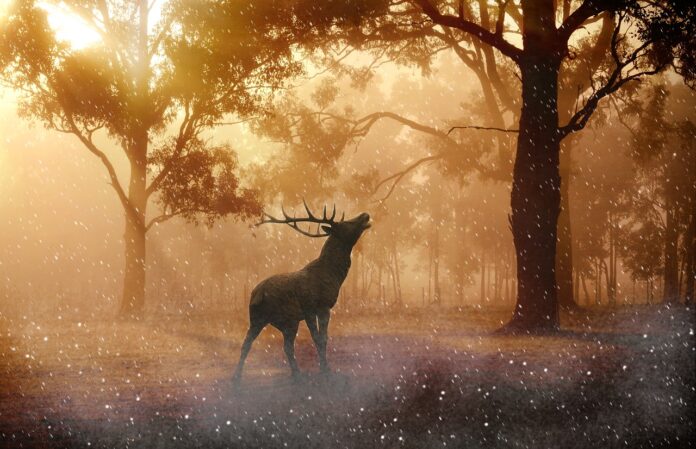 Interesting facts about forest animals