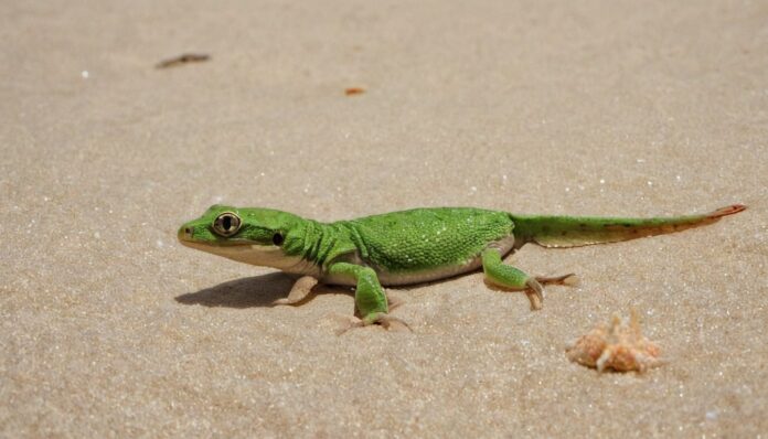 Who is a Gecko? Interesting Facts About Geckos
