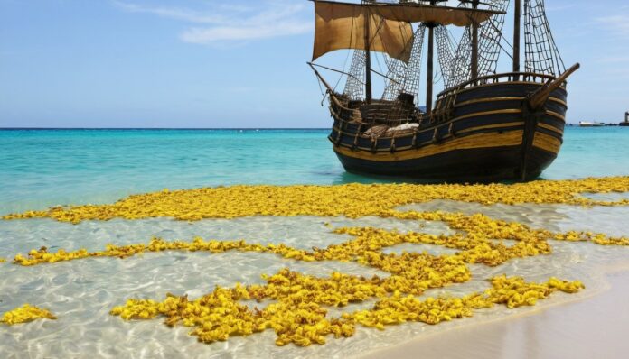 Sargasso Sea: description, discovery history, interesting facts