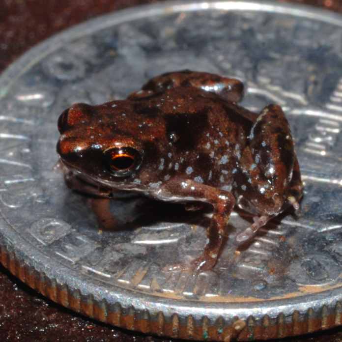 Amau frog - The Smallest Frog in the World