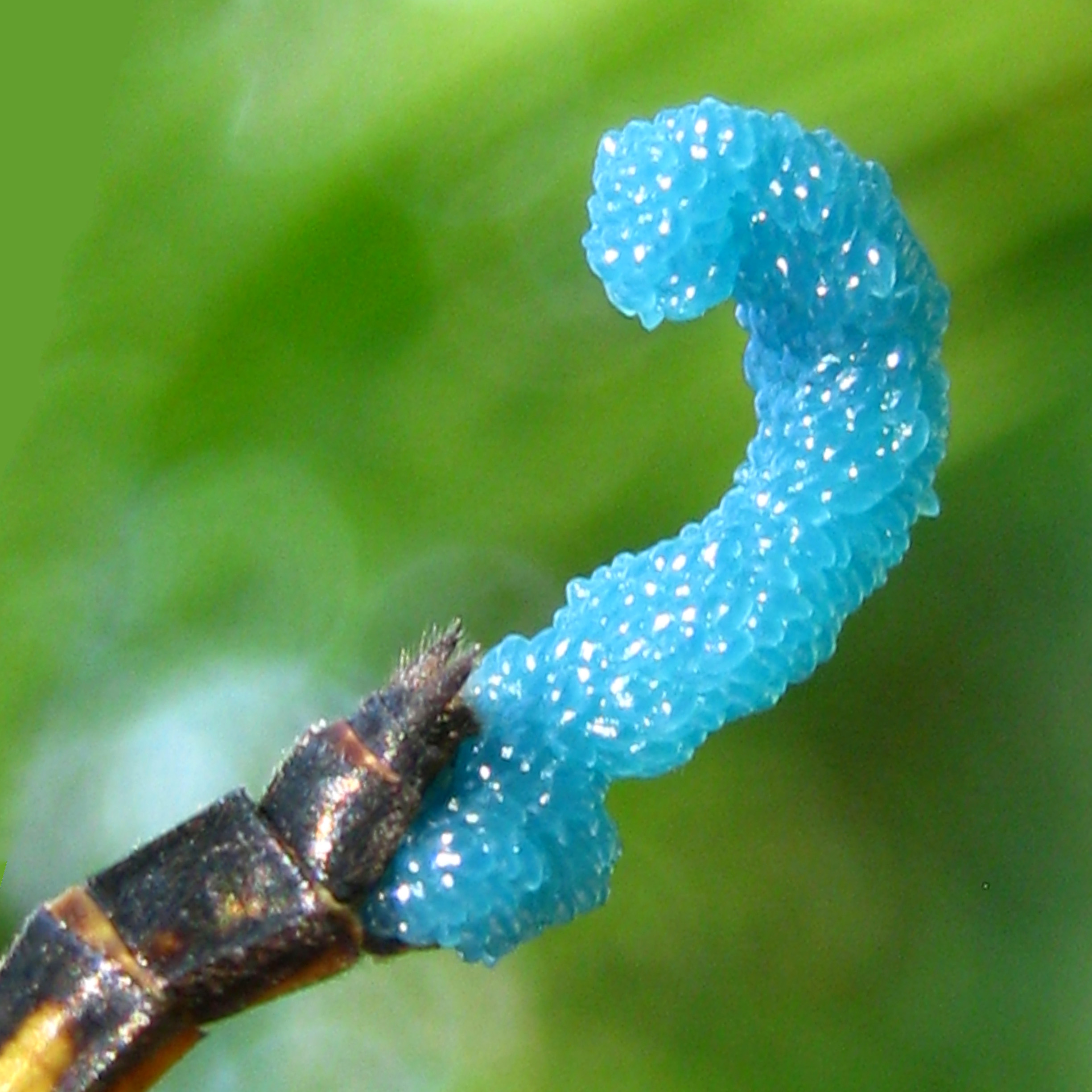 Dragonfly eggs