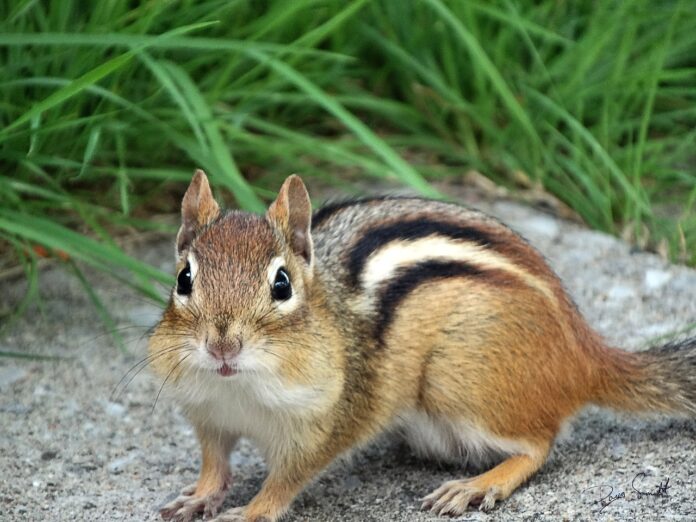 Chipmunk: Description, Species, Diet, Interesting Facts