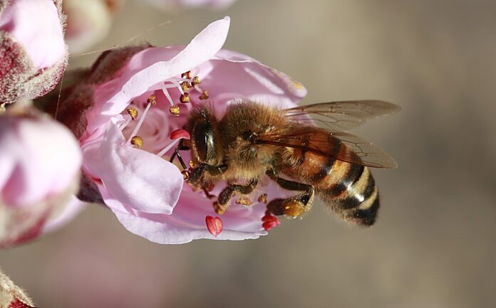 WHAT HAPPENS IF A BEE STINGS ANOTHER BEE