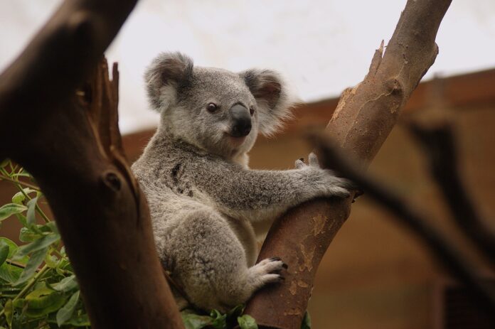 Interesting Facts About Koalas