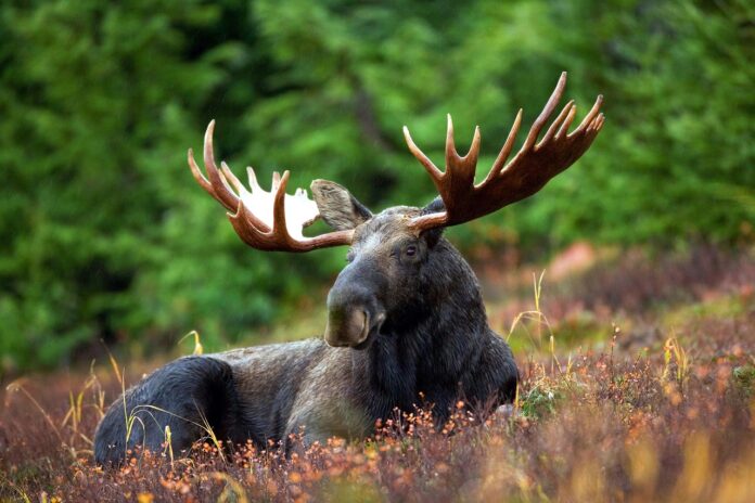 Moose: Habitat, Distribution, Diet, Interesting Facts